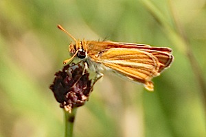Southern Skipperling Butterfly